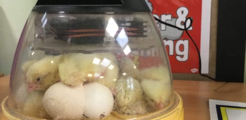 The Year 2’s chicks are hatching!! – 11th February 2022