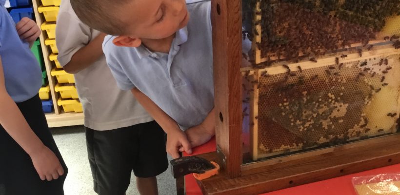 A Bee Talk for Year 2 – 4th July 2023