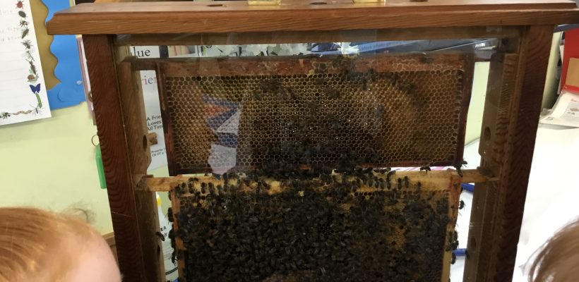 Bees in Year 1 – 28th April 2021